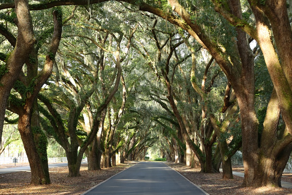 Spanish Moss Oaks at Belfair Plantation