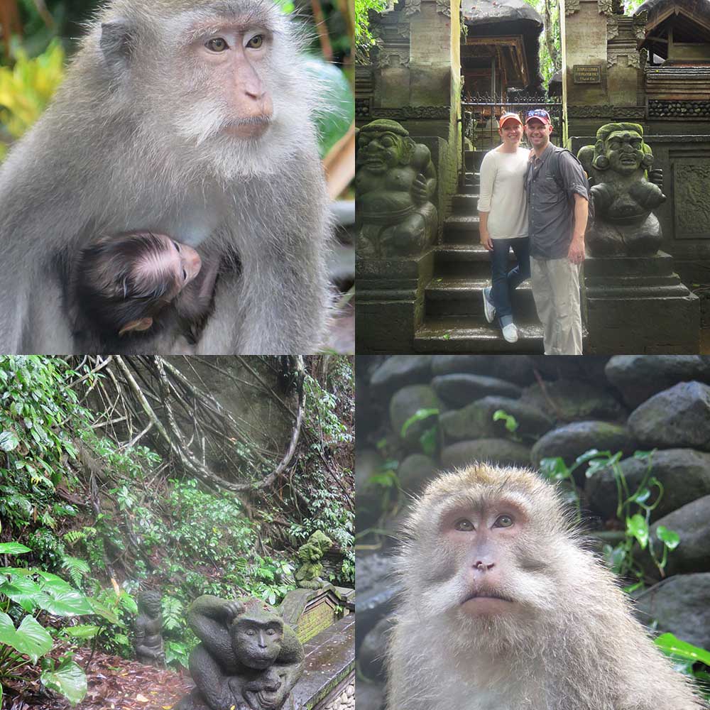 monkey-bali